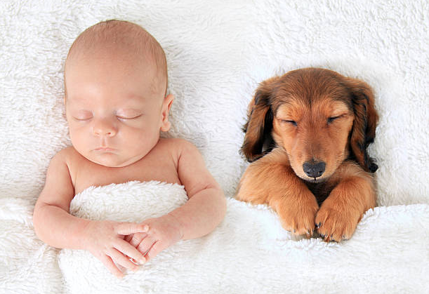 Priprema ljubimca za dolazak bebe