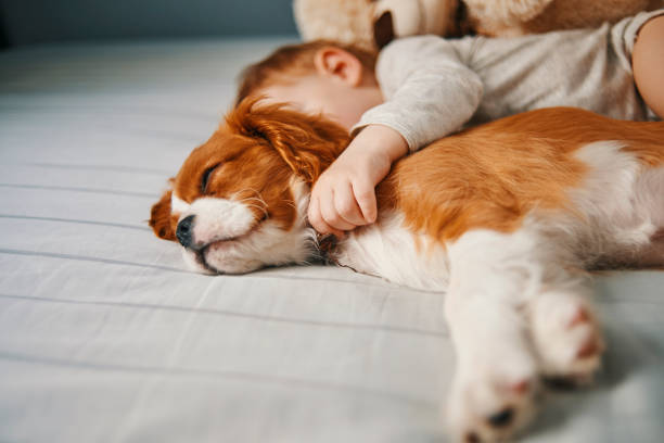 Beba i kućni ljubimac, priprema ljubimca za dolazak bebe